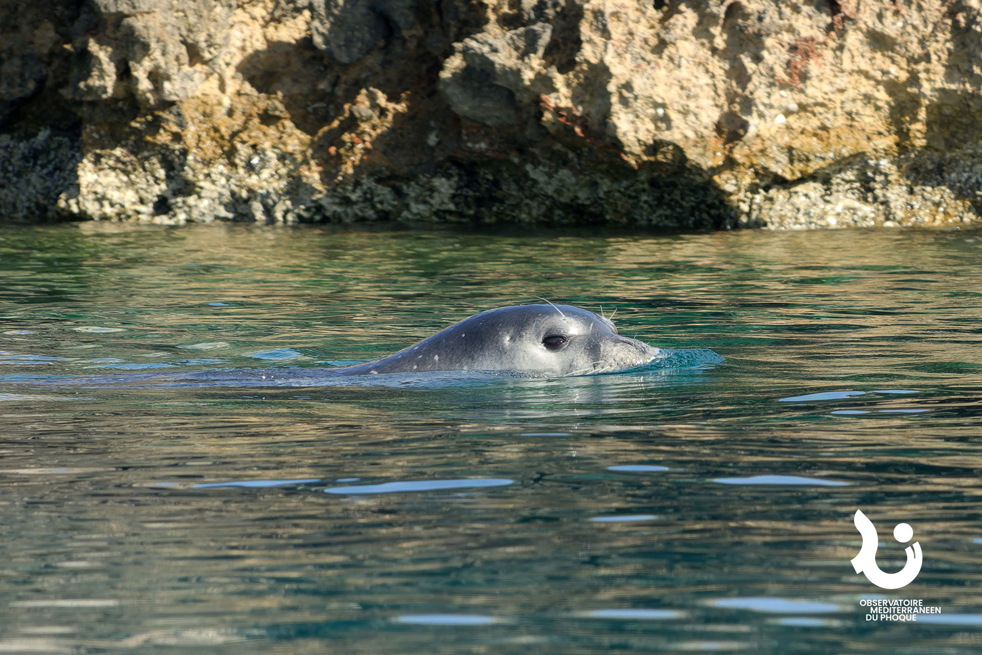 le-phoque-moine-de-mediterranee