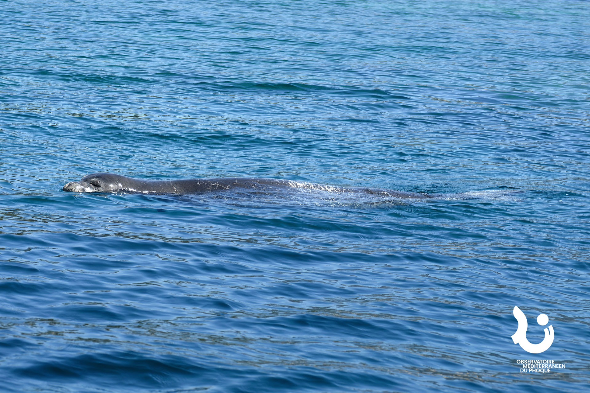 observation-phoque-de-mediterranee