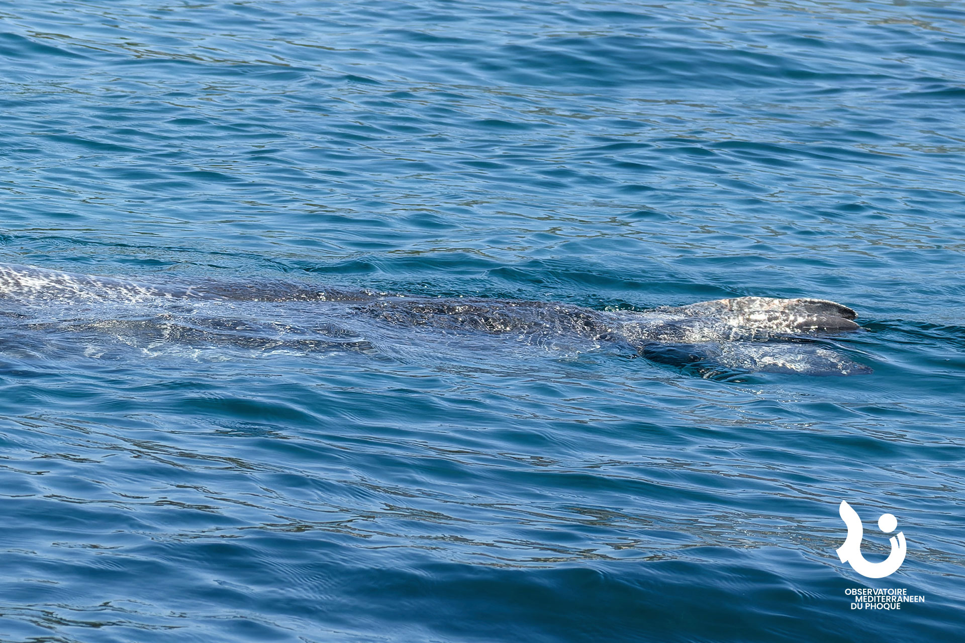 phoque-moine-de-mediterranee